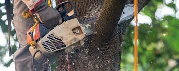 Trusted Wingdale, NY Tree Care Services Experts